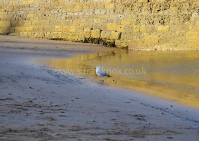 Cullercoats Bay 3